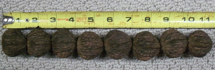 How to arrange walnuts for measurement