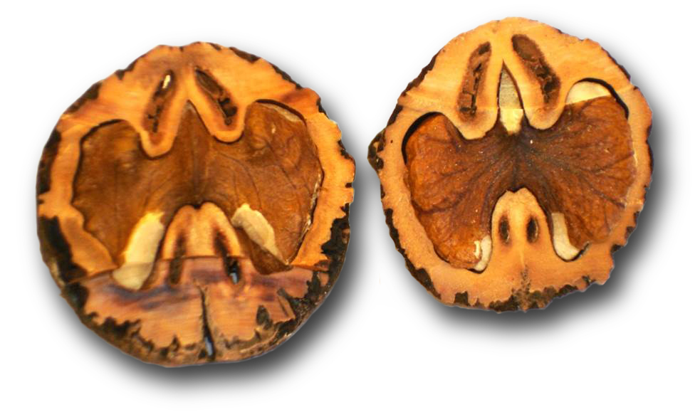 Walnut halves